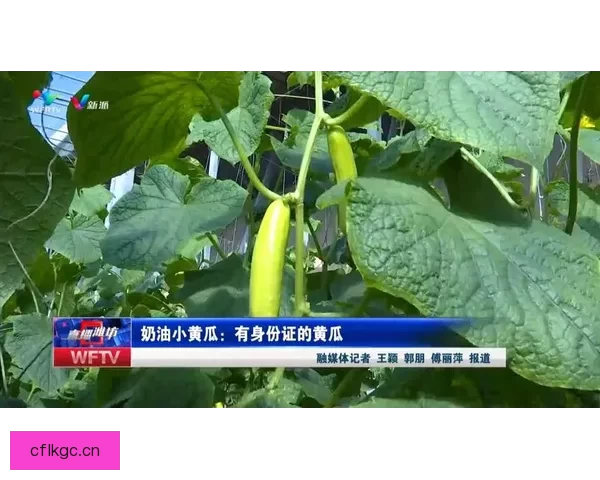 探索“黄瓜视频资源”的无限可能：从健康生活到创意灵感